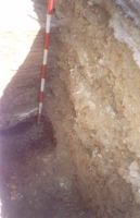 Cronica Cercetărilor Arheologice din România, Campania 2000. Raportul nr. 204