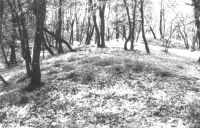 Cronica Cercetărilor Arheologice din România, Campania 2001. Raportul nr. 126