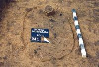 Cronica Cercetărilor Arheologice din România, Campania 2001. Raportul nr. 181.<br /> Sectorul Imagini-detaliu-necropola.