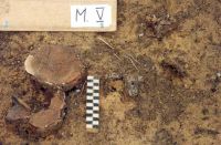 Cronica Cercetărilor Arheologice din România, Campania 2001. Raportul nr. 181.<br /> Sectorul Imagini-detaliu-necropola.
