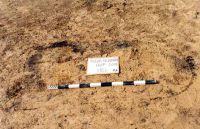 Cronica Cercetărilor Arheologice din România, Campania 2001. Raportul nr. 181.<br /> Sectorul Imagini-detaliu-necropola.