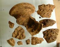 Cronica Cercetărilor Arheologice din România, Campania 2001. Raportul nr. 181.<br /> Sectorul Piese-inventar-necropola.