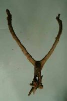 Cronica Cercetărilor Arheologice din România, Campania 2001. Raportul nr. 181.<br /> Sectorul Piese-inventar-necropola.
