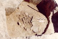 Cronica Cercetărilor Arheologice din România, Campania 2001. Raportul nr. 211