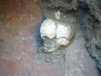Cronica Cercetărilor Arheologice din România, Campania 2002. Raportul nr. 187