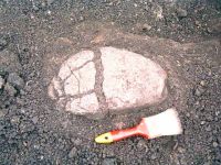 Cronica Cercetărilor Arheologice din România, Campania 2002. Raportul nr. 196
