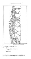 Cronica Cercetărilor Arheologice din România, Campania 2003. Raportul nr. 85