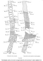 Cronica Cercetărilor Arheologice din România, Campania 2003. Raportul nr. 89