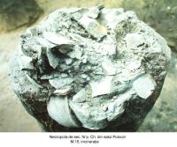 Cronica Cercetărilor Arheologice din România, Campania 2003. Raportul nr. 147