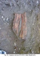 Cronica Cercetărilor Arheologice din România, Campania 2003. Raportul nr. 172