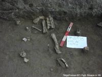 Cronica Cercetărilor Arheologice din România, Campania 2003. Raportul nr. 195