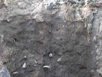 Cronica Cercetărilor Arheologice din România, Campania 2003. Raportul nr. 207