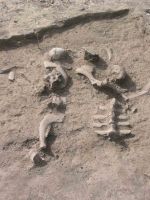 Cronica Cercetărilor Arheologice din România, Campania 2004. Raportul nr. 68