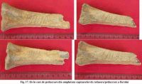 Cronica Cercetărilor Arheologice din România, Campania 2004. Raportul nr. 124