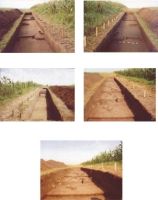 Cronica Cercetărilor Arheologice din România, Campania 2004. Raportul nr. 206