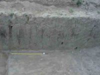 Cronica Cercetărilor Arheologice din România, Campania 2004. Raportul nr. 238