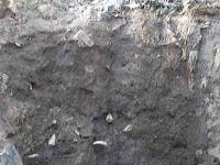 Cronica Cercetărilor Arheologice din România, Campania 2004. Raportul nr. 238