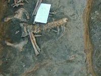 Cronica Cercetărilor Arheologice din România, Campania 2004. Raportul nr. 238