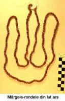 Cronica Cercetărilor Arheologice din România, Campania 2005. Raportul nr. 51