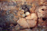 Cronica Cercetărilor Arheologice din România, Campania 2005. Raportul nr. 134