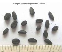 Cronica Cercetărilor Arheologice din România, Campania 2005. Raportul nr. 137