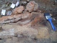 Cronica Cercetărilor Arheologice din România, Campania 2005. Raportul nr. 137