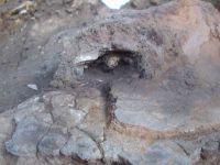 Cronica Cercetărilor Arheologice din România, Campania 2005. Raportul nr. 137