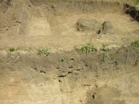 Cronica Cercetărilor Arheologice din România, Campania 2005. Raportul nr. 159