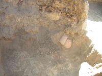 Cronica Cercetărilor Arheologice din România, Campania 2005. Raportul nr. 159