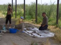 Cronica Cercetărilor Arheologice din România, Campania 2005. Raportul nr. 184