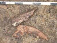 Cronica Cercetărilor Arheologice din România, Campania 2005. Raportul nr. 193