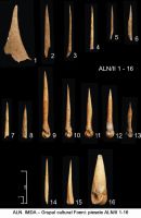 Cronica Cercetărilor Arheologice din România, Campania 2006. Raportul nr. 19