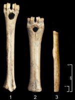 Cronica Cercetărilor Arheologice din România, Campania 2006. Raportul nr. 49