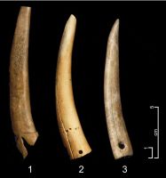 Cronica Cercetărilor Arheologice din România, Campania 2006. Raportul nr. 49