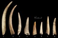 Cronica Cercetărilor Arheologice din România, Campania 2006. Raportul nr. 49