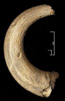 Cronica Cercetărilor Arheologice din România, Campania 2006. Raportul nr. 49