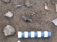 Cronica Cercetărilor Arheologice din România, Campania 2006. Raportul nr. 146