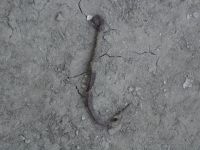 Cronica Cercetărilor Arheologice din România, Campania 2006. Raportul nr. 153