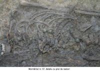 Cronica Cercetărilor Arheologice din România, Campania 2006. Raportul nr. 159