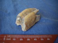 Cronica Cercetărilor Arheologice din România, Campania 2007. Raportul nr. 1.<br /> Sectorul geofizica.