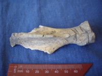 Cronica Cercetărilor Arheologice din România, Campania 2007. Raportul nr. 1.<br /> Sectorul geofizica.