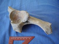 Cronica Cercetărilor Arheologice din România, Campania 2007. Raportul nr. 1.<br /> Sectorul geofizica.