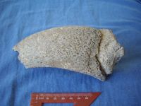 Cronica Cercetărilor Arheologice din România, Campania 2007. Raportul nr. 1.<br /> Sectorul geofizica.