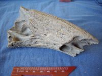 Cronica Cercetărilor Arheologice din România, Campania 2007. Raportul nr. 1.<br /> Sectorul geofizica.