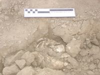Cronica Cercetărilor Arheologice din România, Campania 2007. Raportul nr. 1.<br /> Sectorul tumul.