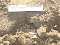 Cronica Cercetărilor Arheologice din România, Campania 2007. Raportul nr. 1.<br /> Sectorul tumul.
