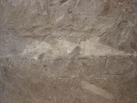 Cronica Cercetărilor Arheologice din România, Campania 2007. Raportul nr. 1.<br /> Sectorul tumul.