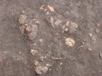 Cronica Cercetărilor Arheologice din România, Campania 2007. Raportul nr. 69