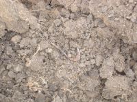 Cronica Cercetărilor Arheologice din România, Campania 2007. Raportul nr. 144