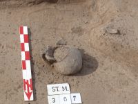 Cronica Cercetărilor Arheologice din România, Campania 2007. Raportul nr. 164